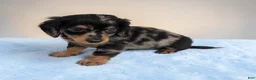 Miniature Dachshund dogs for sale: Peanut - Ad 1