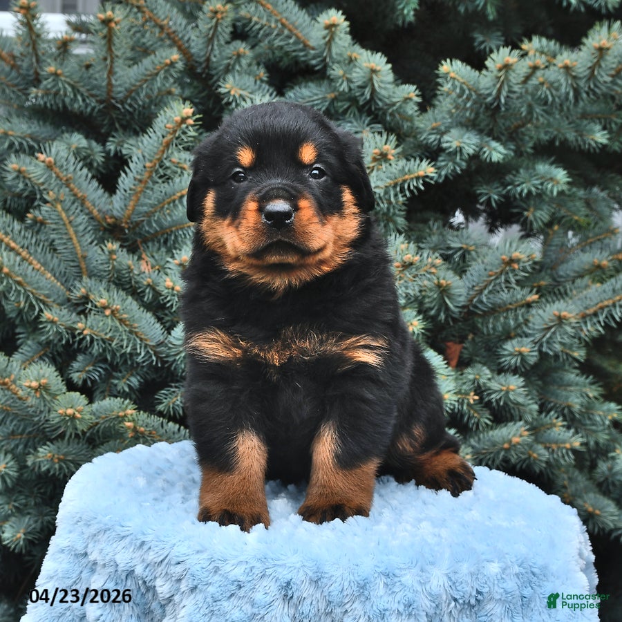 Rottweiler dogs Bruno - Ad 2