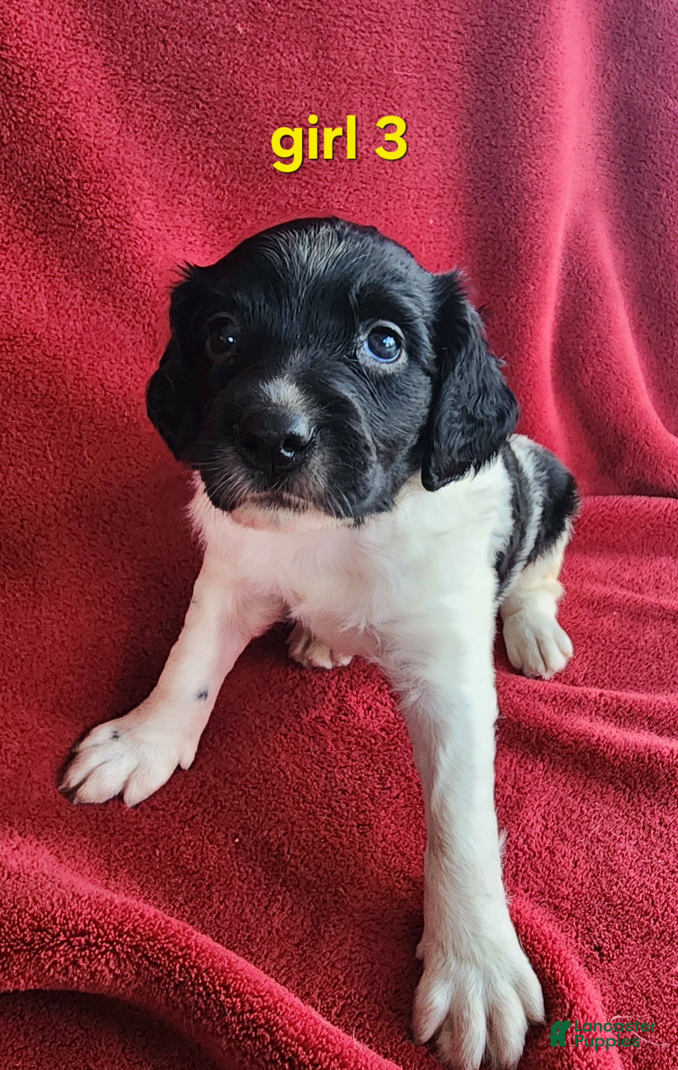Brittany Spaniel dogs French Brittany girl 3 - Ad 2