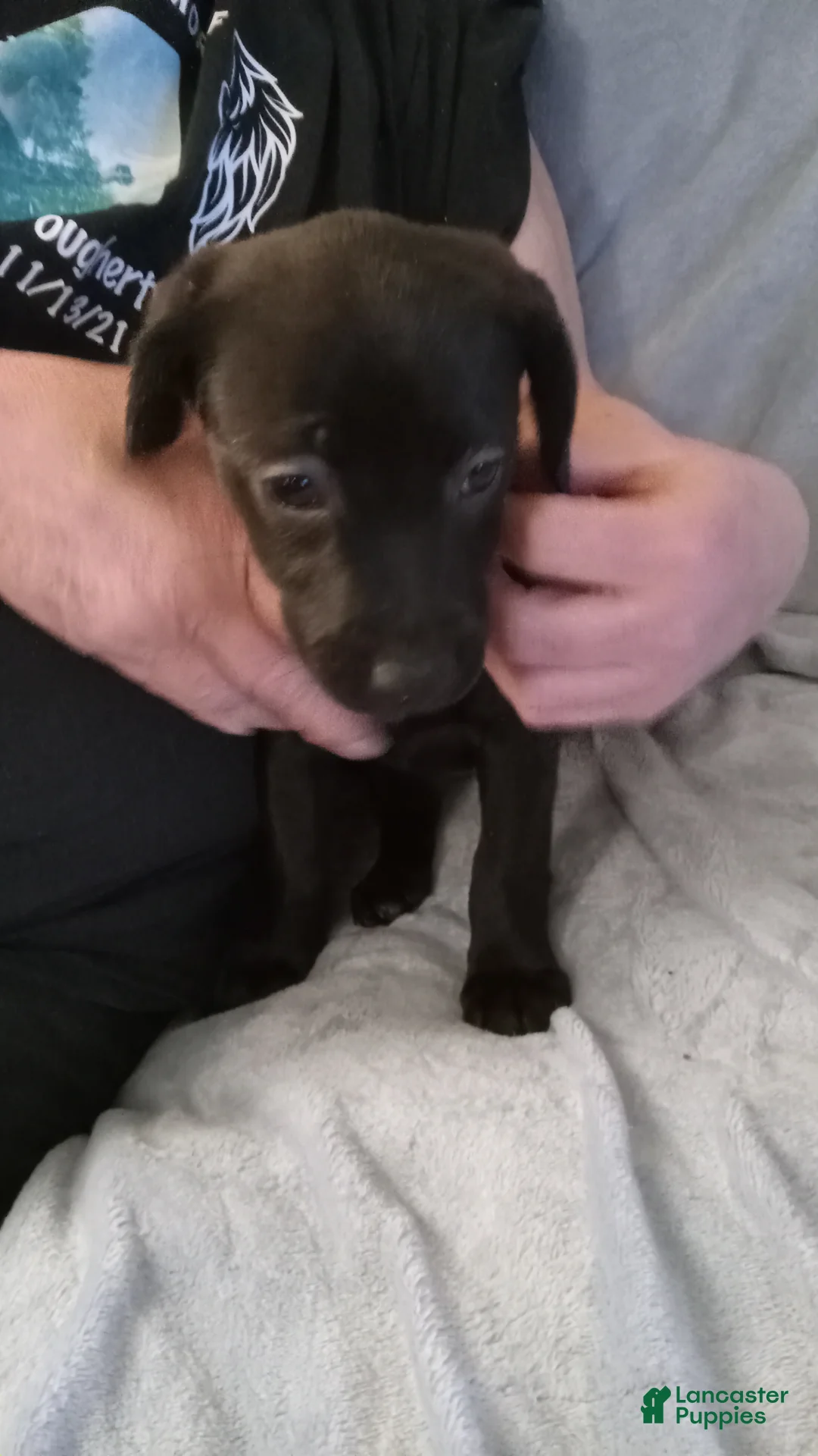 Mixed Breed dogs for sale: Mixed Breed Puppy 5 - Ad 2