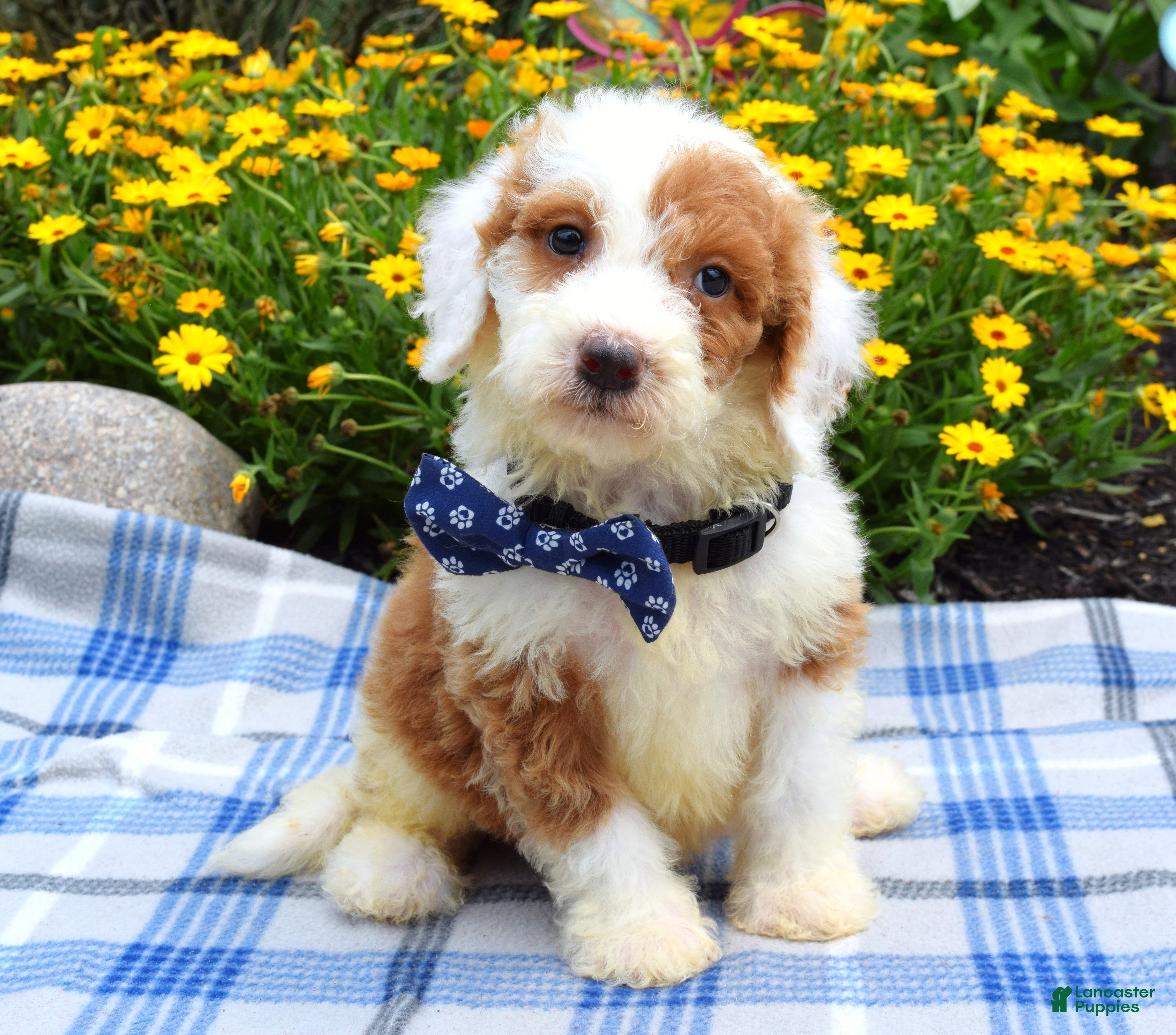 Sheepadoodle dogs for sale: Scout - Ad 2