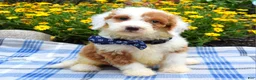 Sheepadoodle dogs for sale: Scout - Ad 1