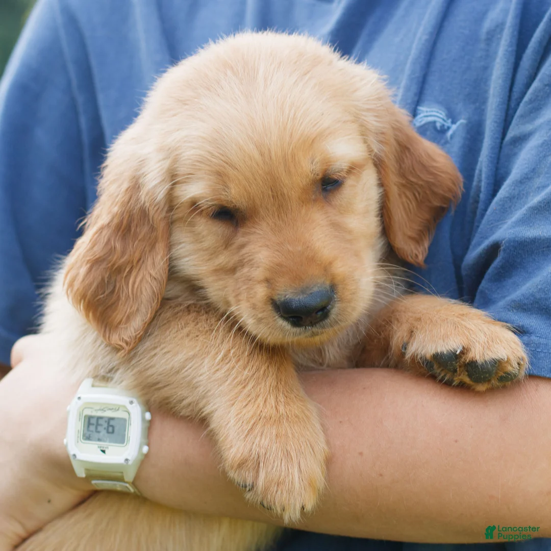 Golden Retriever dogs for sale: Remi  - Ad 2