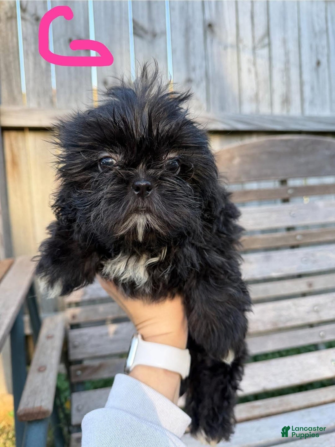 Shih Tzu dogs for sale: Shihtzu  - Ad 6