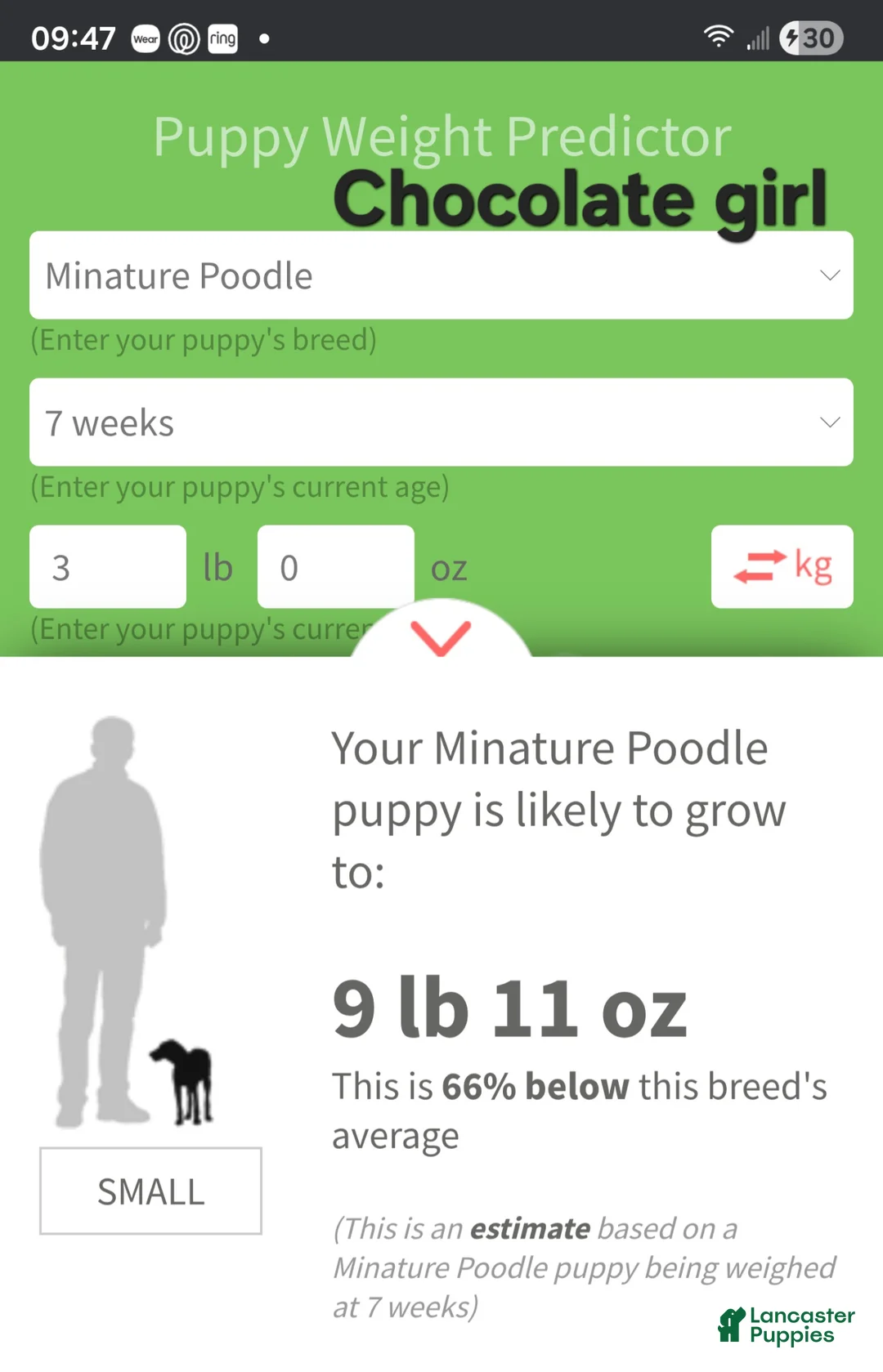 Miniature Poodle dogs for sale: Miniature Poodle Chocolate Girl - Ad 2