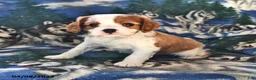 Cavalier King Charles Spaniel dogs for sale: Ginger - Ad 1