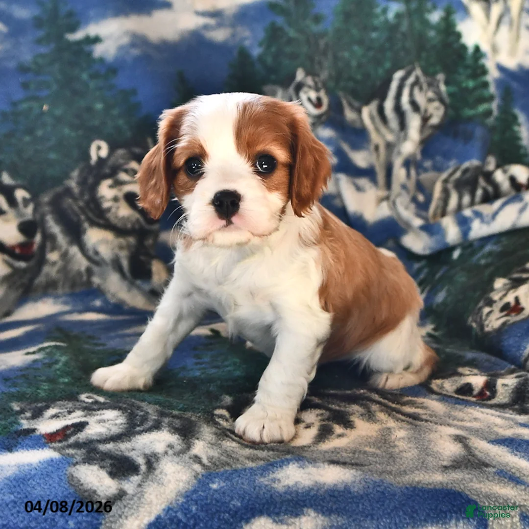 Cavalier King Charles Spaniel dogs for sale: Ginger - Ad 1