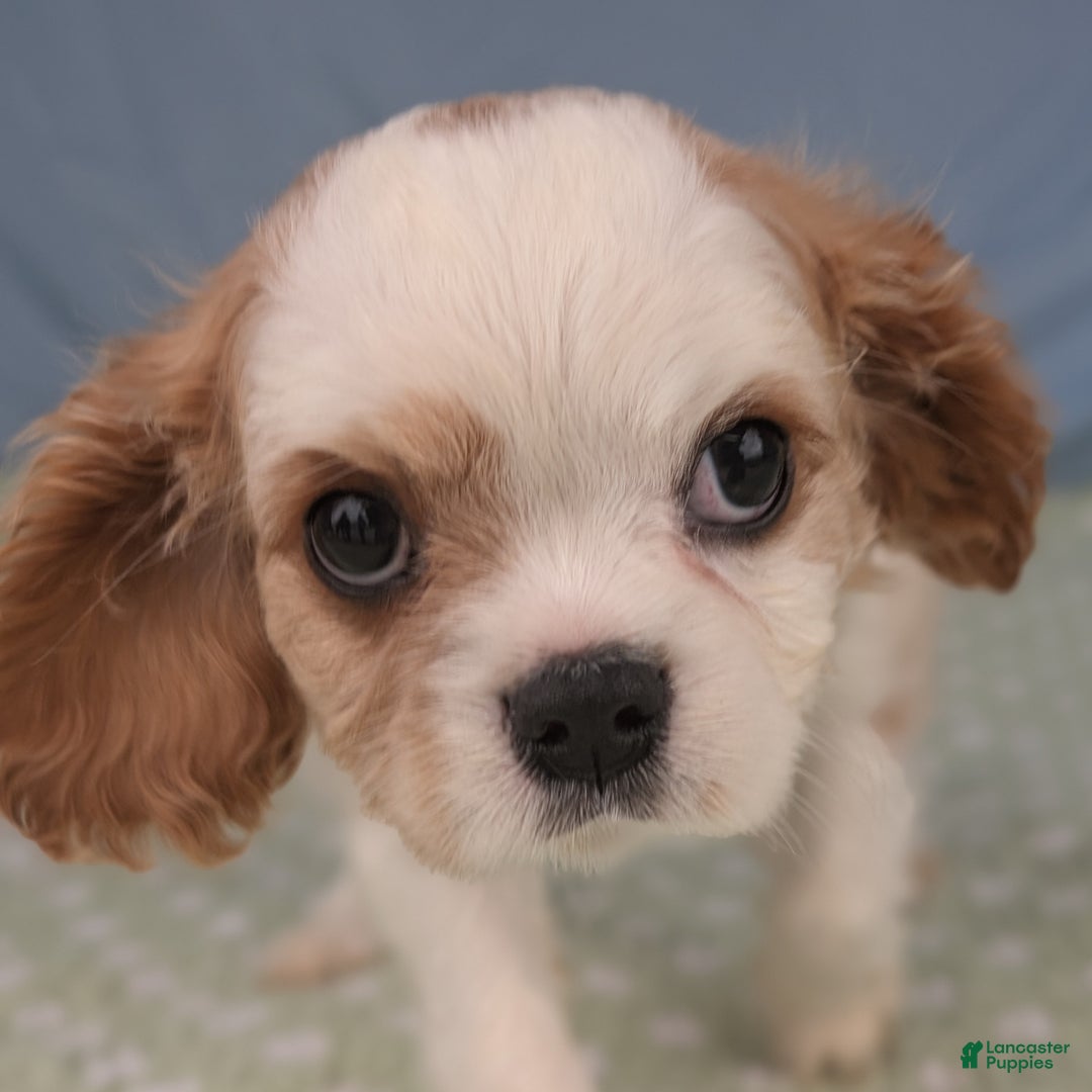 Cavalier King Charles Spaniel dogs for sale: Zazzles - Ad 5