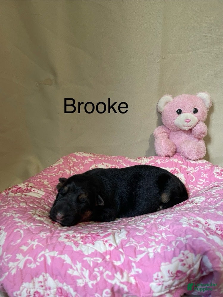 German Shepherd dogs for sale: Brooke - Ad 1