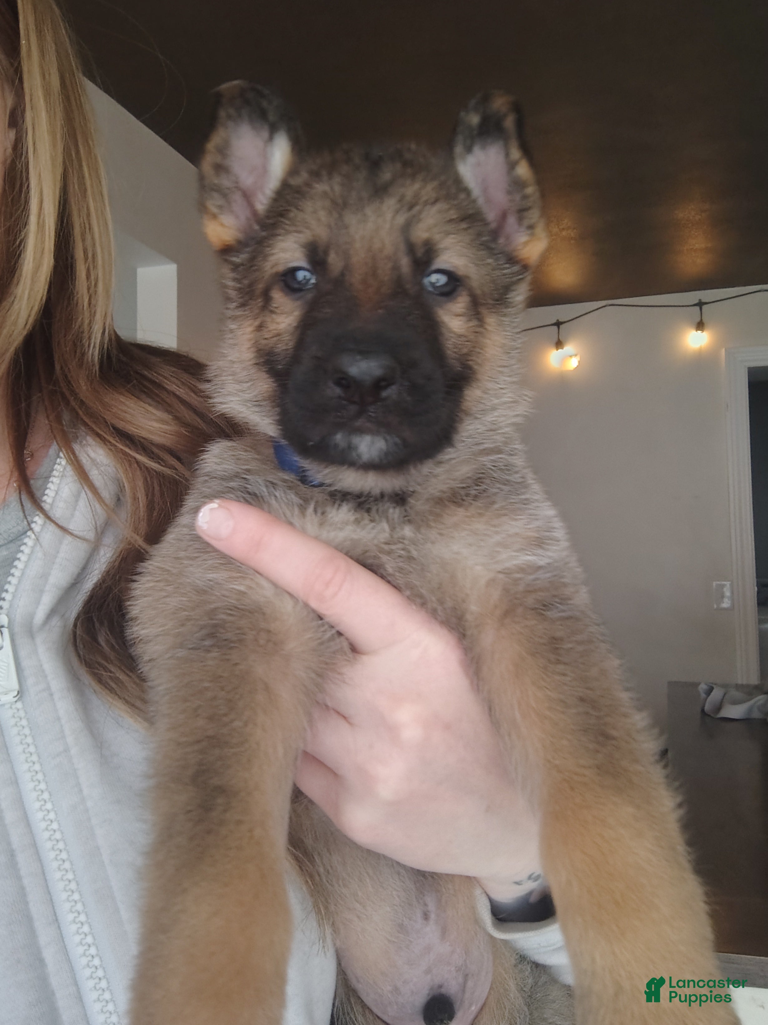 German Shepherd dogs Bluey  - Ad 1