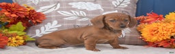 Miniature Dachshund dogs for sale: Flopsy - Ad 3