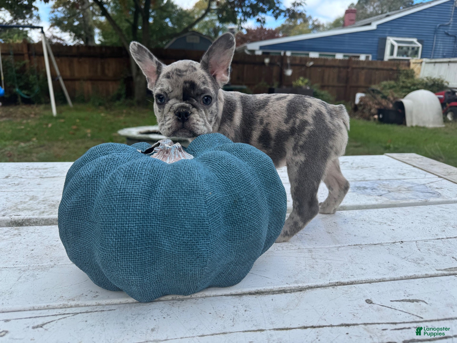 French Bulldog dogs Geo - Ad 1
