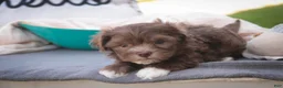 Havanese dogs for sale: Gatsby Havanese  - Ad 13