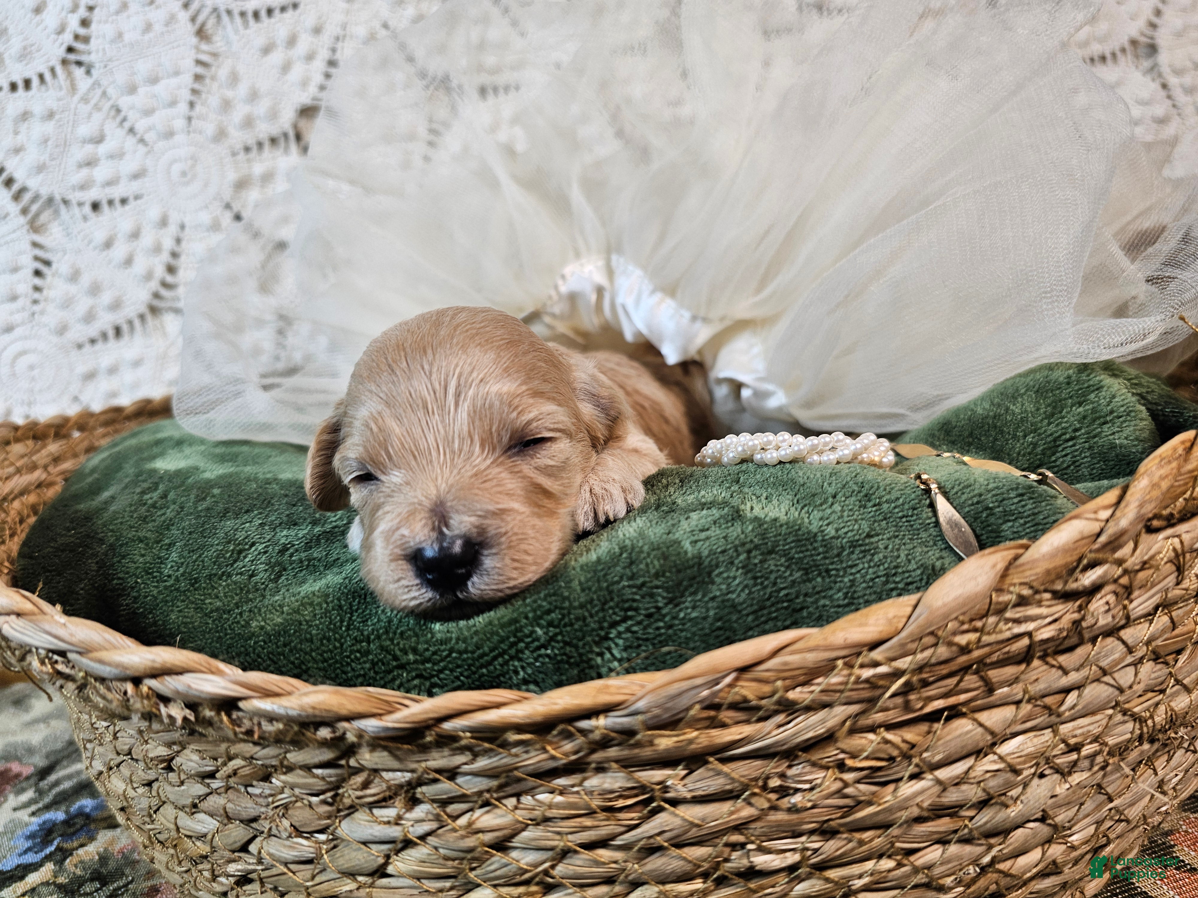 Mini Goldendoodle dogs Nutmeg - Ad 1