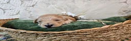 Mini Goldendoodle dogs for sale: Nutmeg - Ad 1