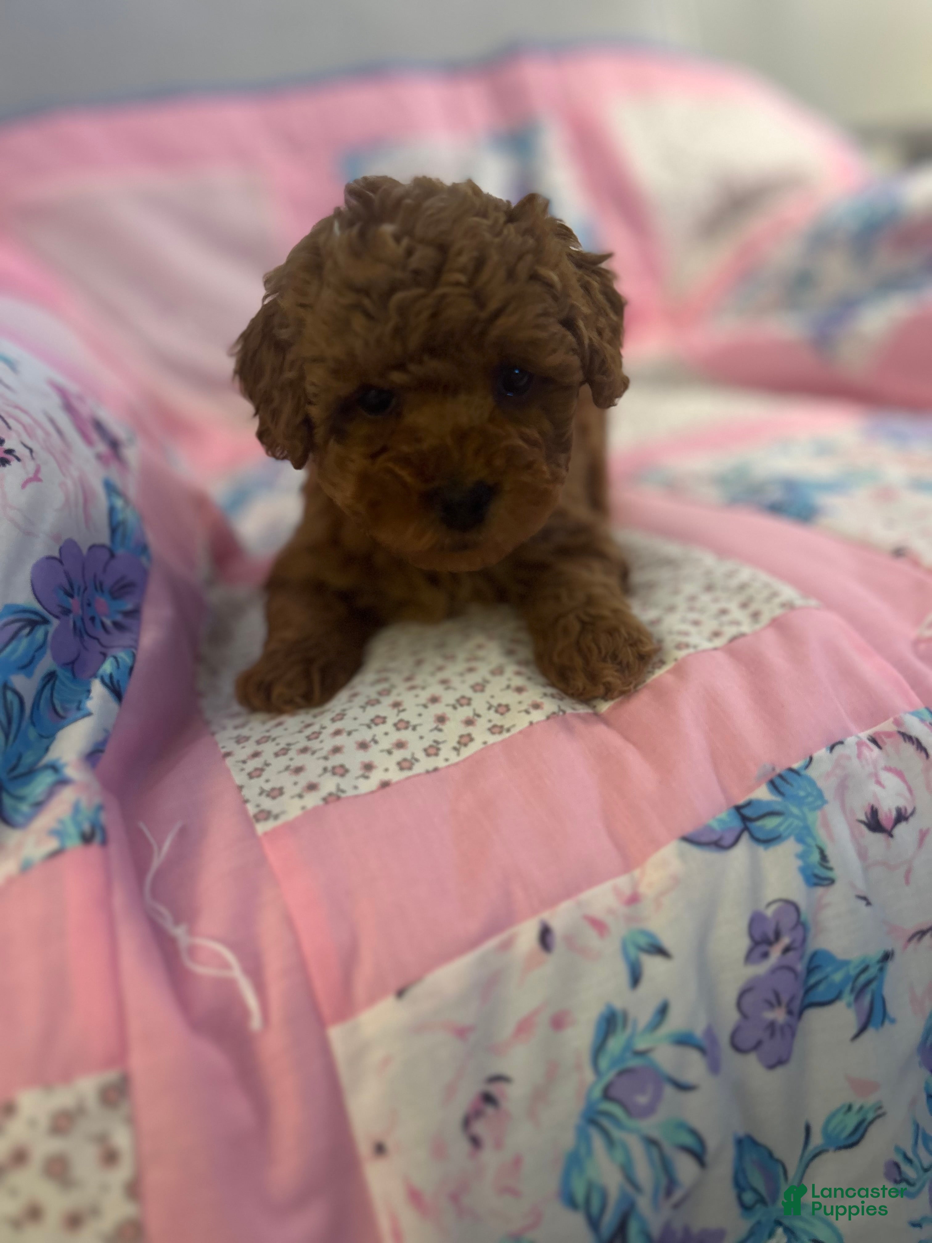 Maltipoo dogs Sasha - Ad 1