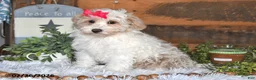 Lhasapoo dogs for sale: Pansy - Ad 4