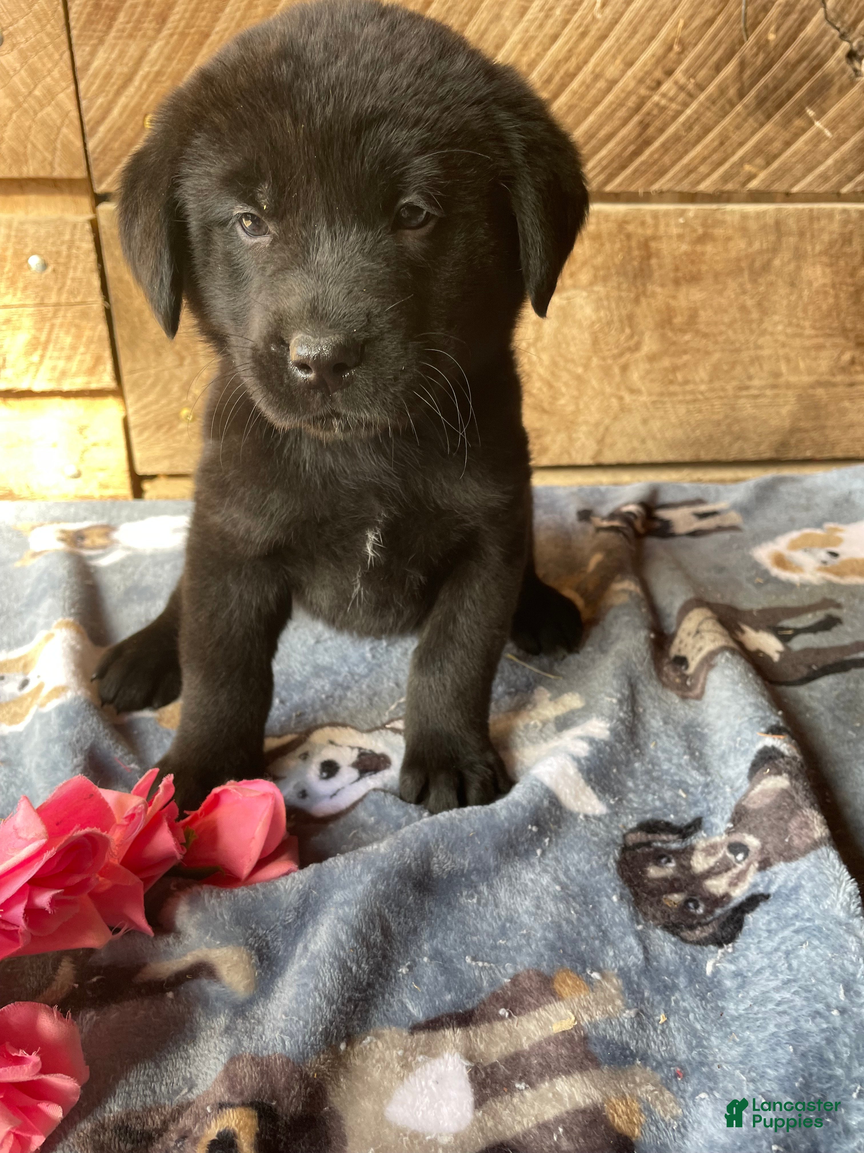 Mixed Breed dogs Moose - Ad 17