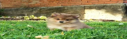 Pomeranian dogs for sale: Jewel  - Ad 4