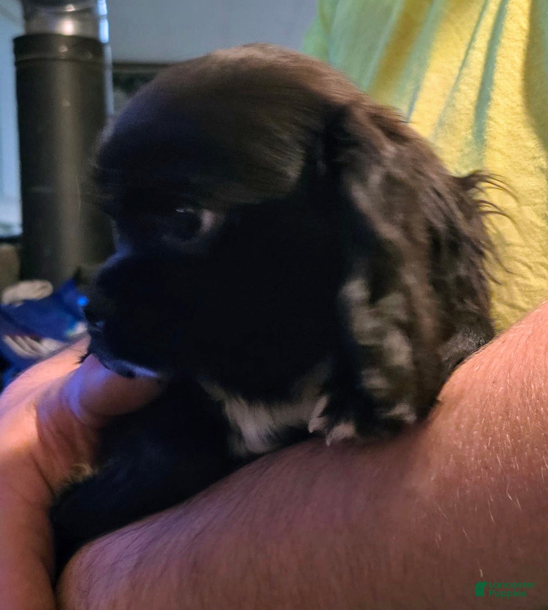 Cavalier King Charles Spaniel dogs for sale: Bear - Ad 2