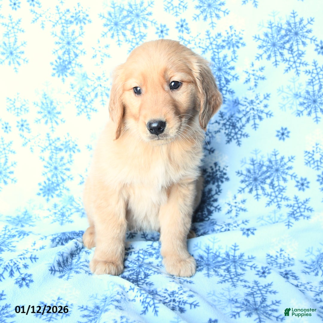 Golden Retriever dogs for sale: Lily - Ad 2