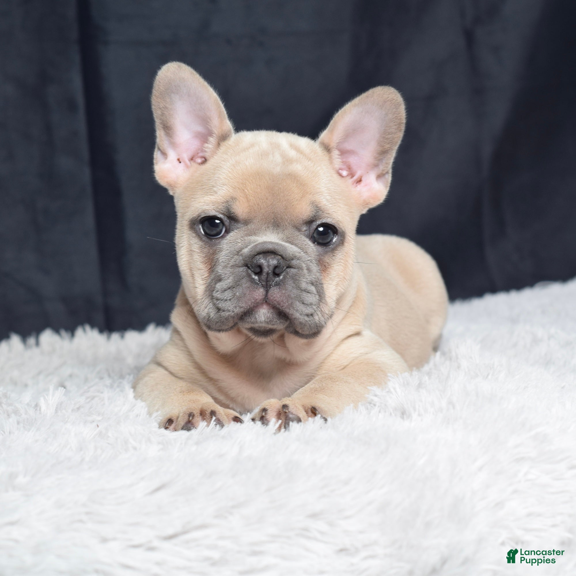 Frenchton Puppies for sale Lancaster Puppies