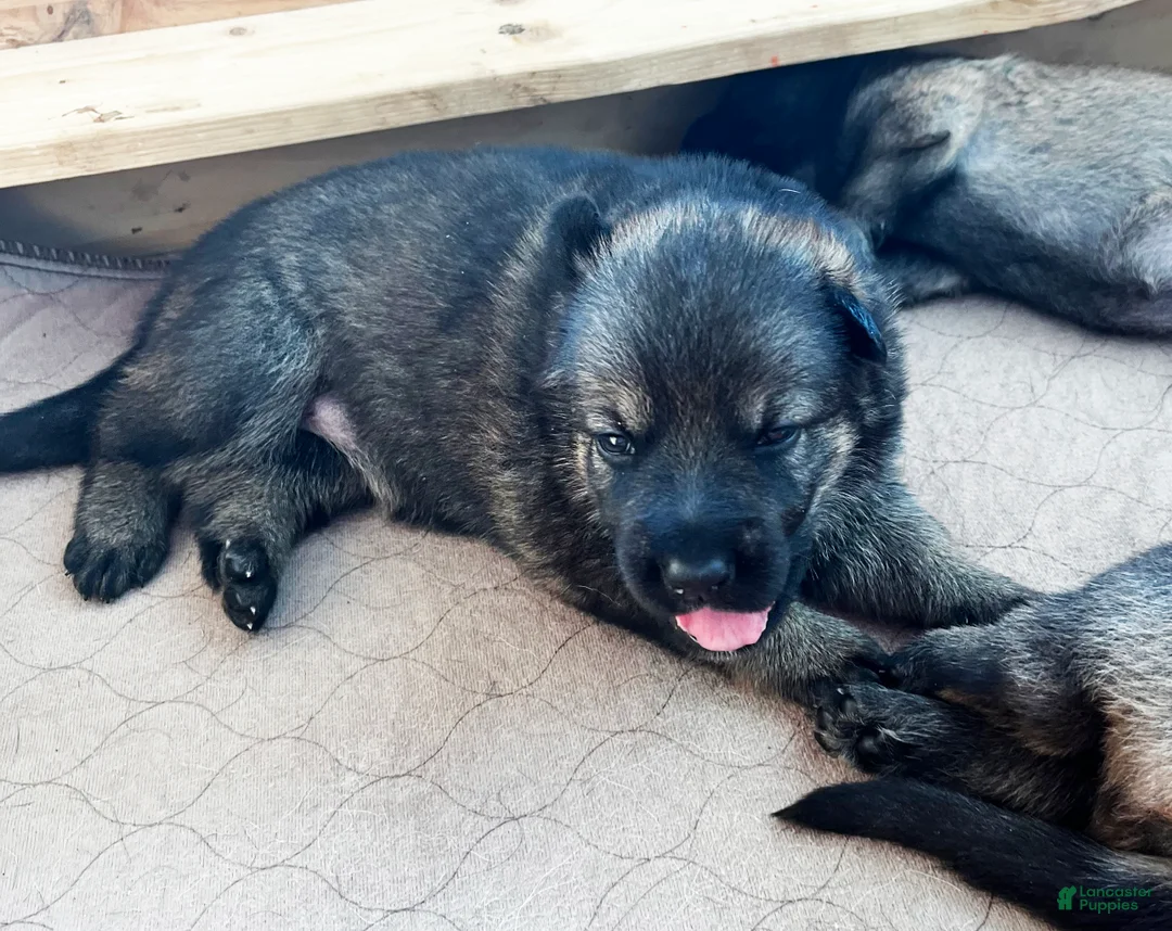 German Shepherd dogs for sale: Yellow Girl - Ad 1