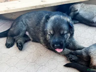 German Shepherd dogs Yellow Girl - Ad 22