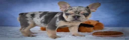 French Bulldog dogs for sale: Tinsley🎀 - Ad 11
