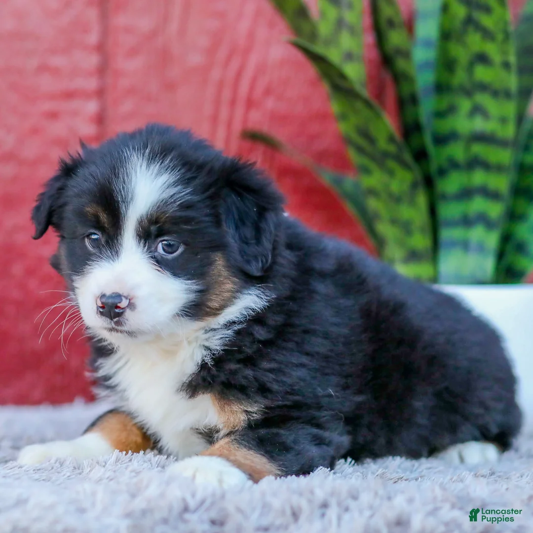 Miniature Australian Shepherd dogs for sale: Maggie - Ad 4