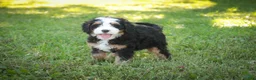 Mini Bernedoodle dogs for sale: Mooney Mini Bernedoodle  - Ad 7