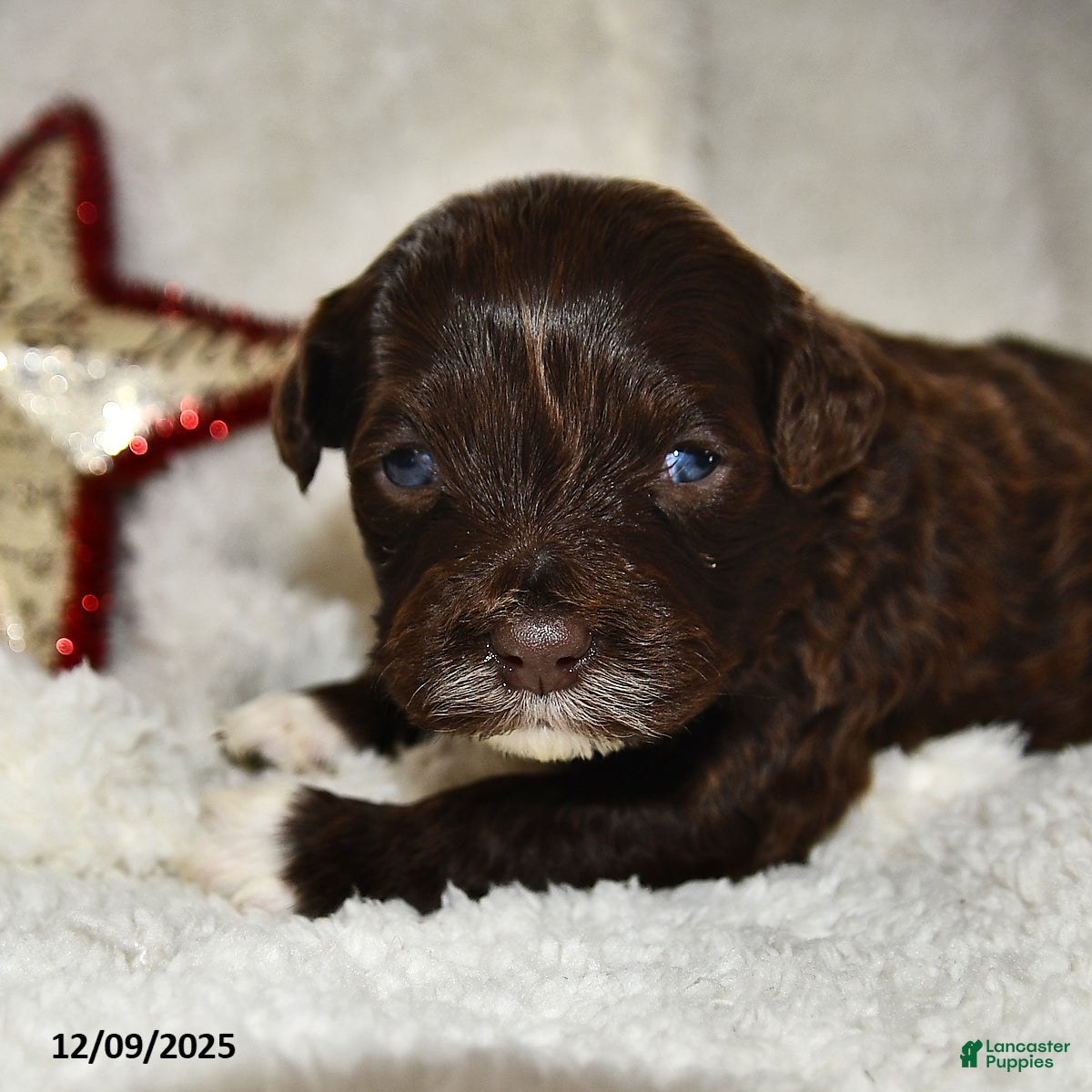 Portuguese Water Dog dogs Dime - Ad 10