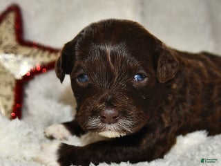 Portuguese Water Dog dogs Dime - Ad 29