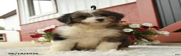 Aussiedoodle dogs for sale: Harvey - Ad 3