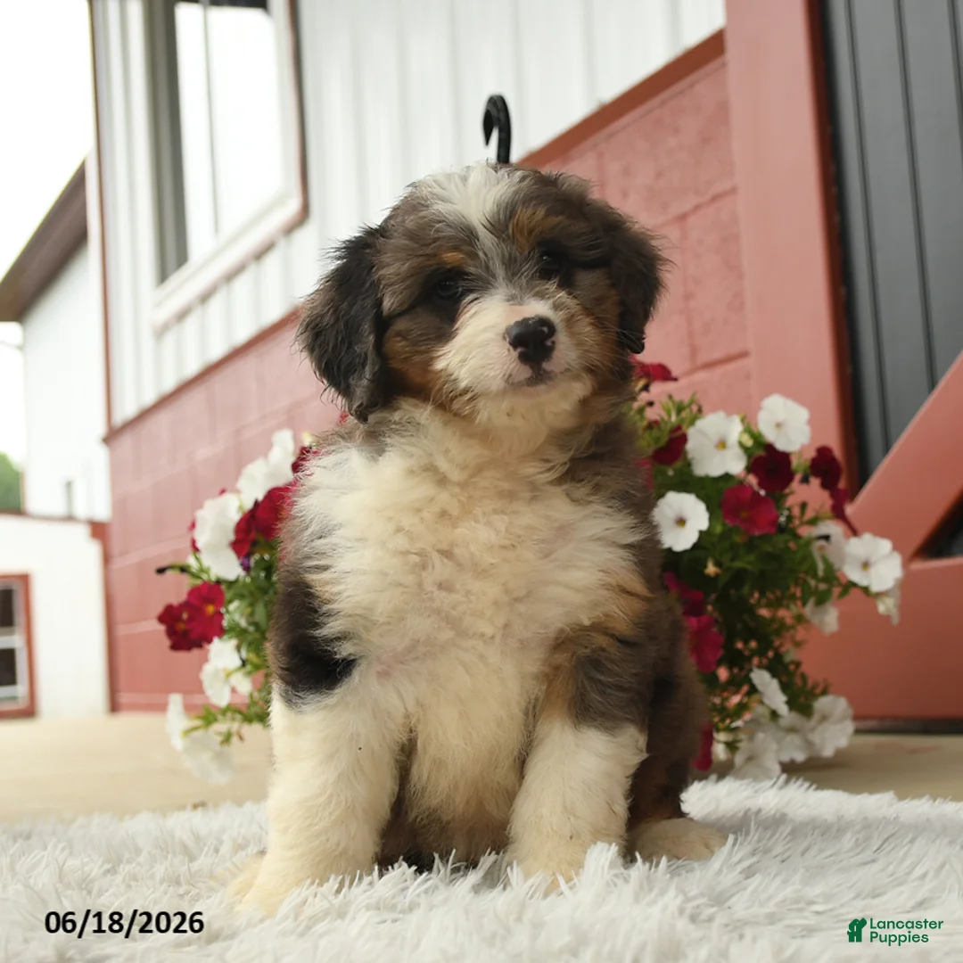 Aussiedoodle dogs for sale: Harvey - Ad 3