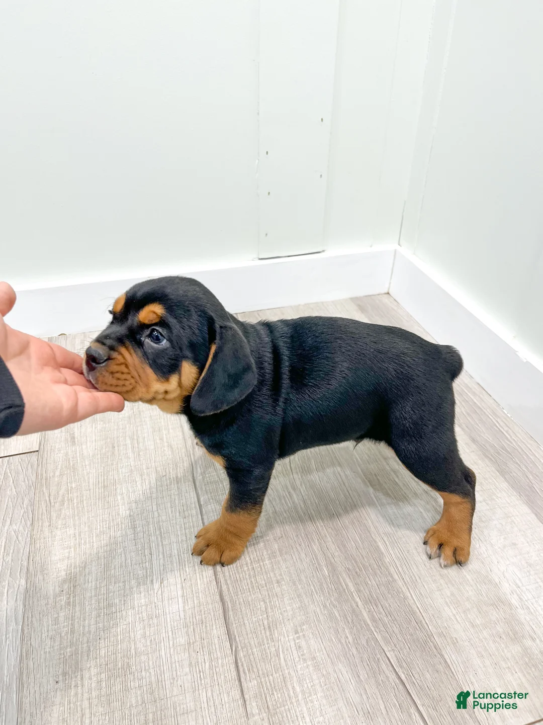 Mixed Breed dogs for sale: Gage - Ad 7