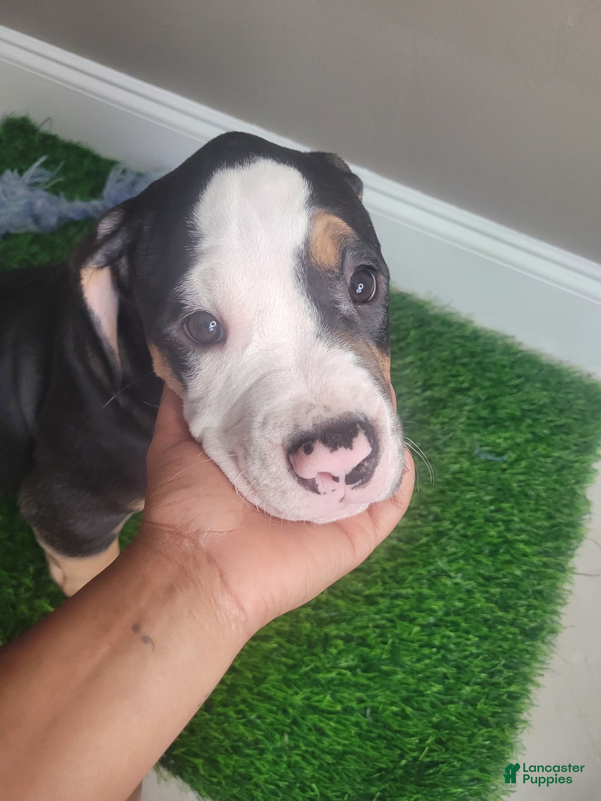 Mixed Breed dogs Sweet Pea - Ad 1