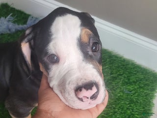 Mixed Breed dogs Sweet Pea - Ad 1