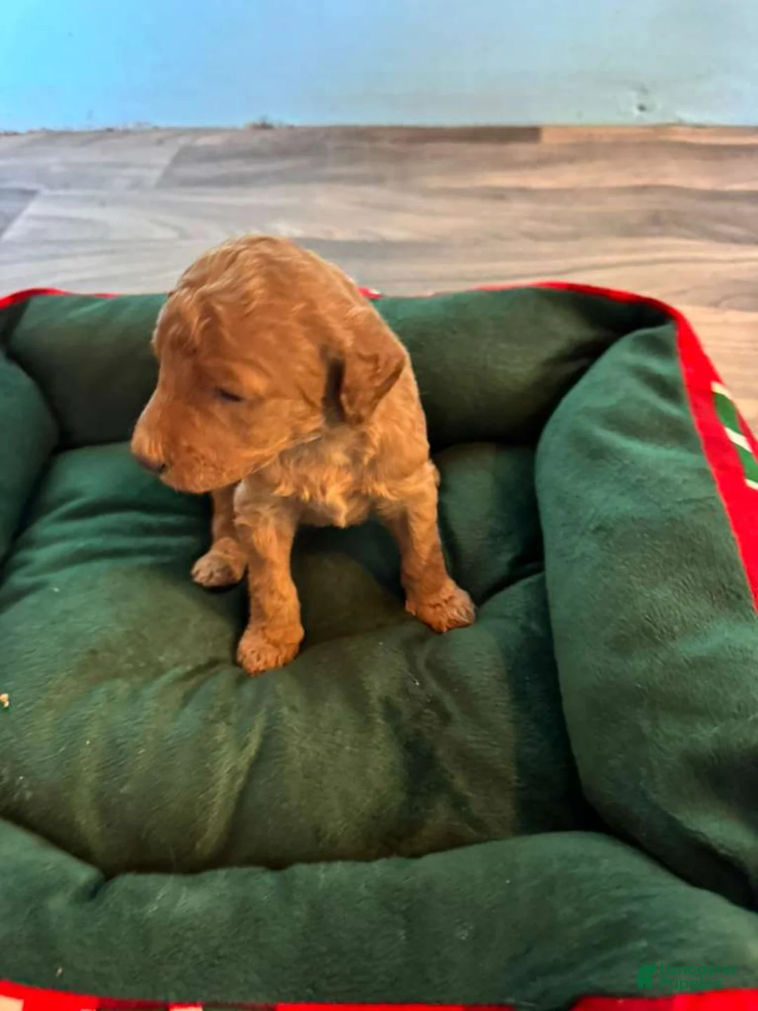 Standard Poodle dogs for sale: Standard Poodle Puppy 2 - Ad 1