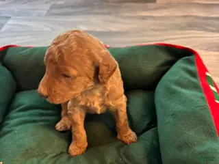 Standard Poodle dogs for sale: Standard Poodle Puppy 2 - Ad 3