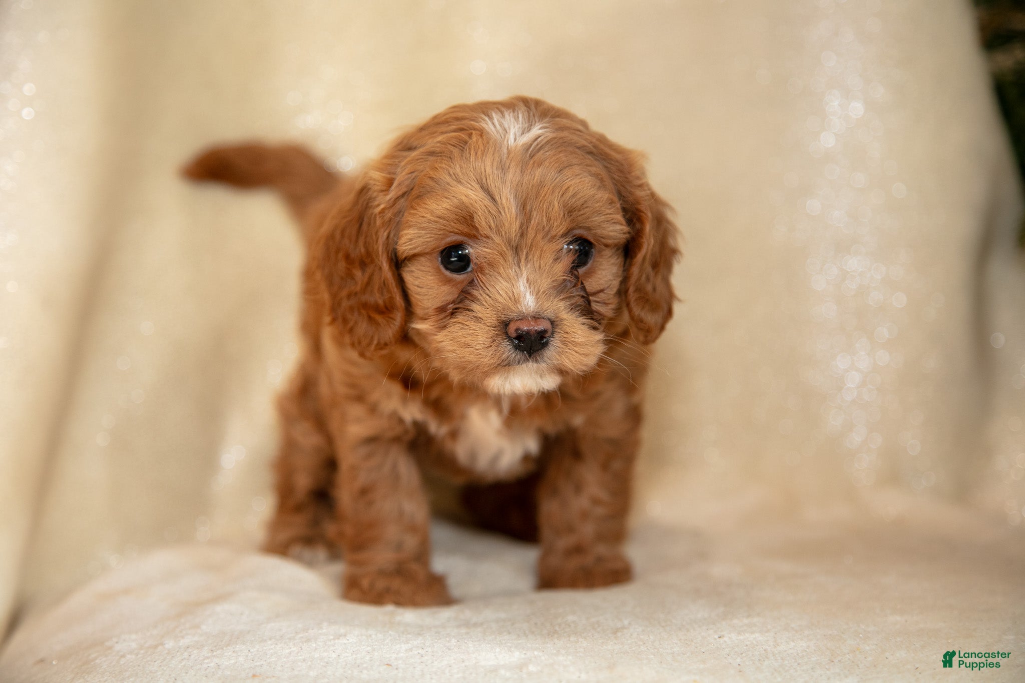 Cavapoo dogs Tara - Ad 23