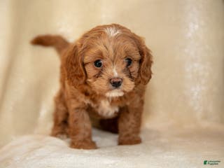 Cavapoo dogs Tara - Ad 40
