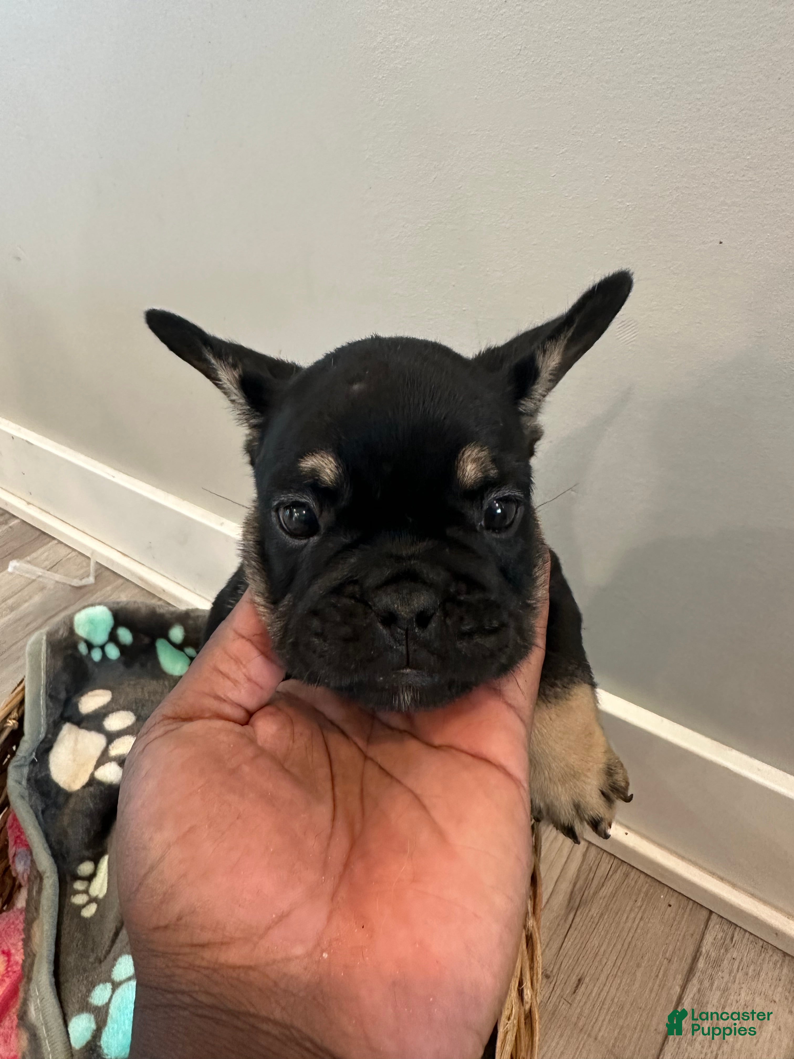 French Bulldog dogs Roddy - Ad 36