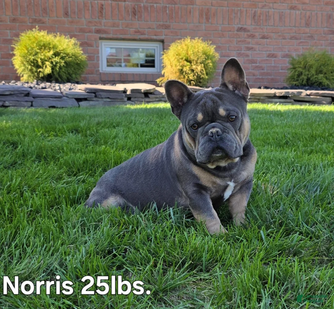 French Bulldog dogs for sale: Fletcher - Ad 11