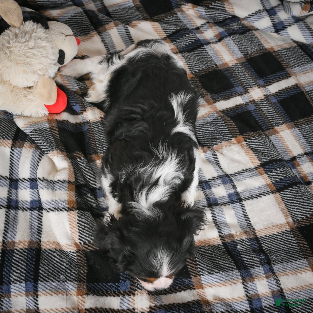 Cavalier King Charles Spaniel dogs for sale: Mia - Ad 15