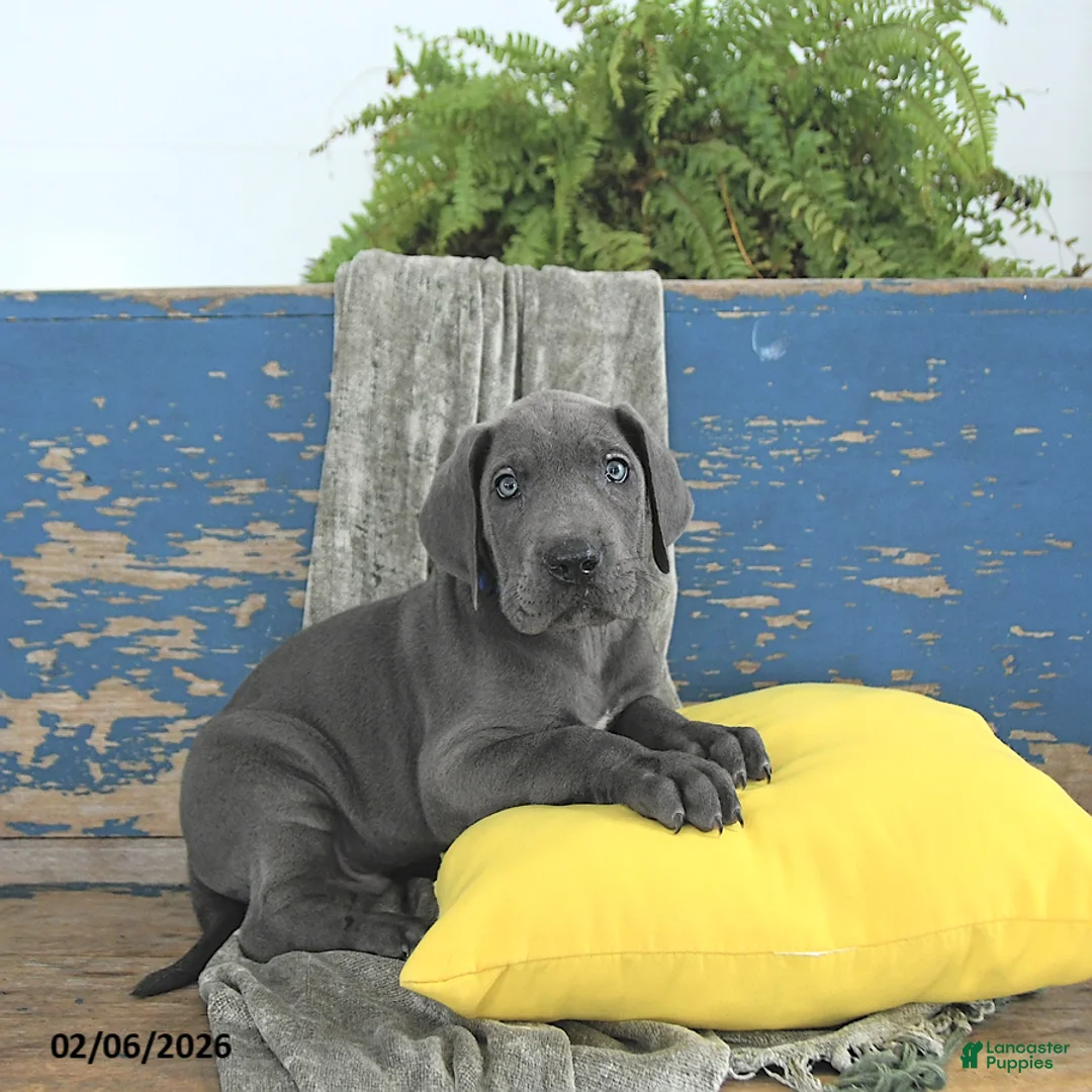 Great Dane dogs for sale: Magnus - Ad 4