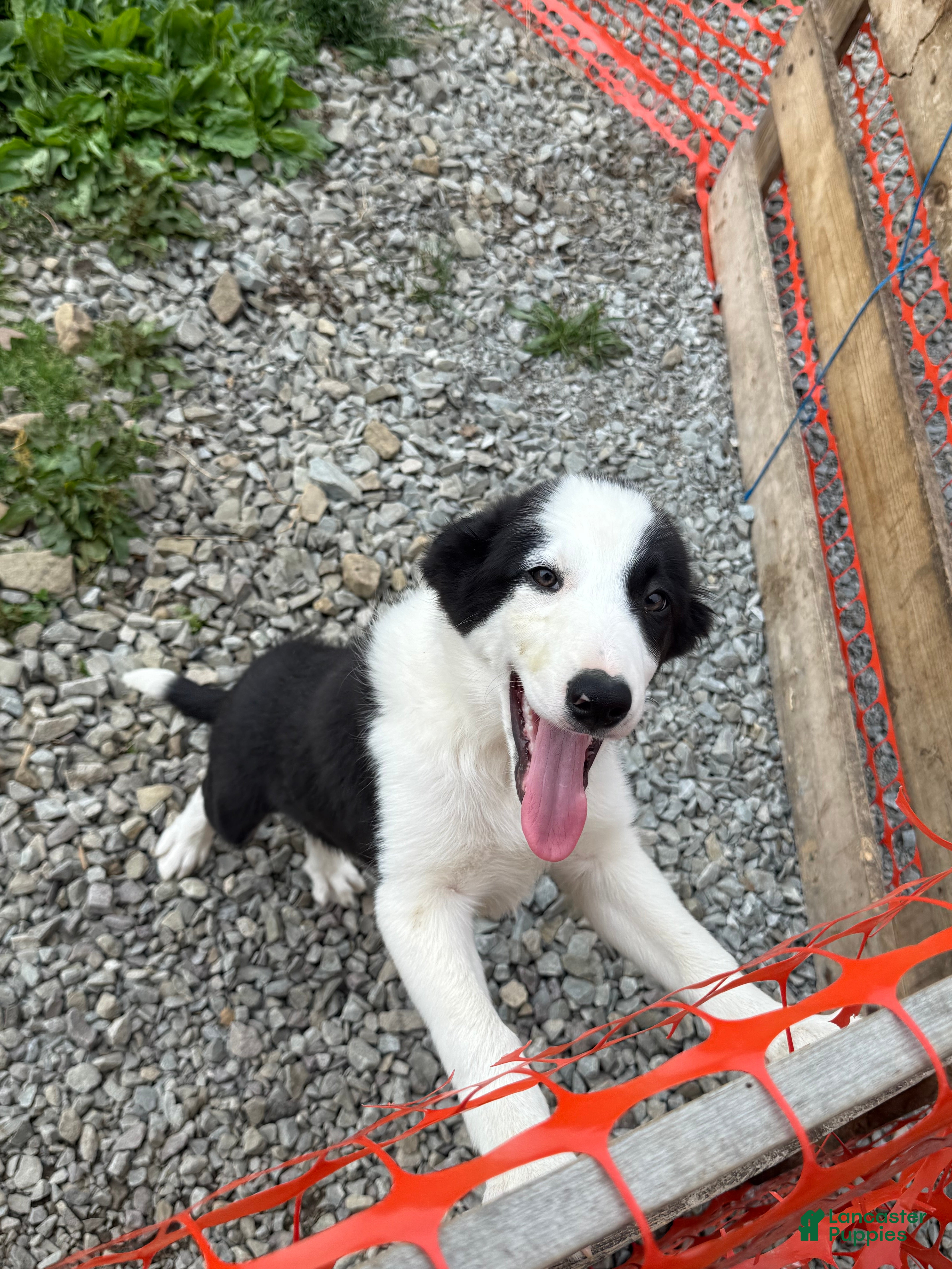 Border Collie dogs Biggie - Ad 40