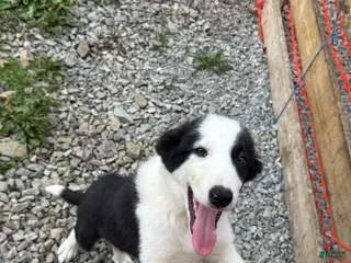 Border Collie dogs Biggie - Ad 42