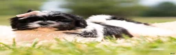 Shih Tzu dogs for sale: Penny - Ad 4
