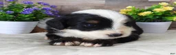 Mini Bernedoodle dogs for sale: #4 Female (Splash's) - Ad 7